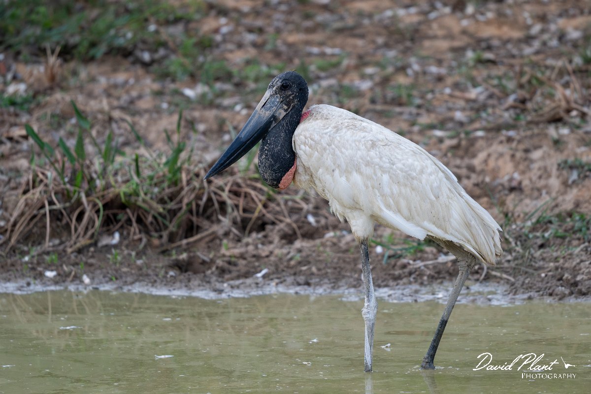 DPPhotography - Pantanal - Jabiru - N.jpg - Jabiru - Pantanal, Brazil