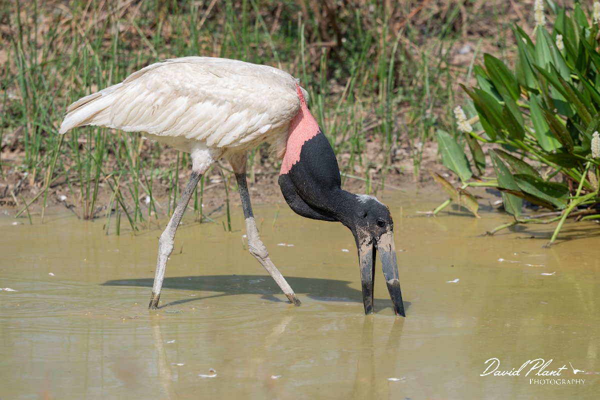 DPPhotography - Pantanal - Jabiru - P.jpg - Jabiru - Pantanal, Brazil