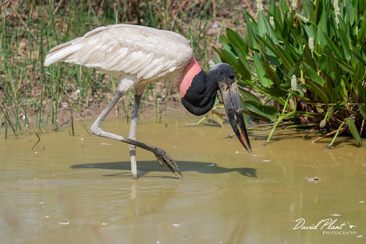 DPPhotography - Pantanal - Jabiru - Q.jpg - Jabiru - Pantanal, Brazil