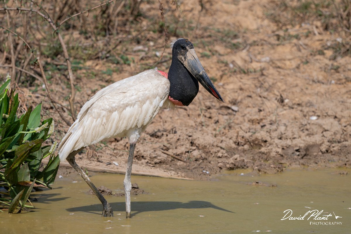 DPPhotography - Pantanal - Jabiru - R.jpg - Jabiru - Pantanal, Brazil