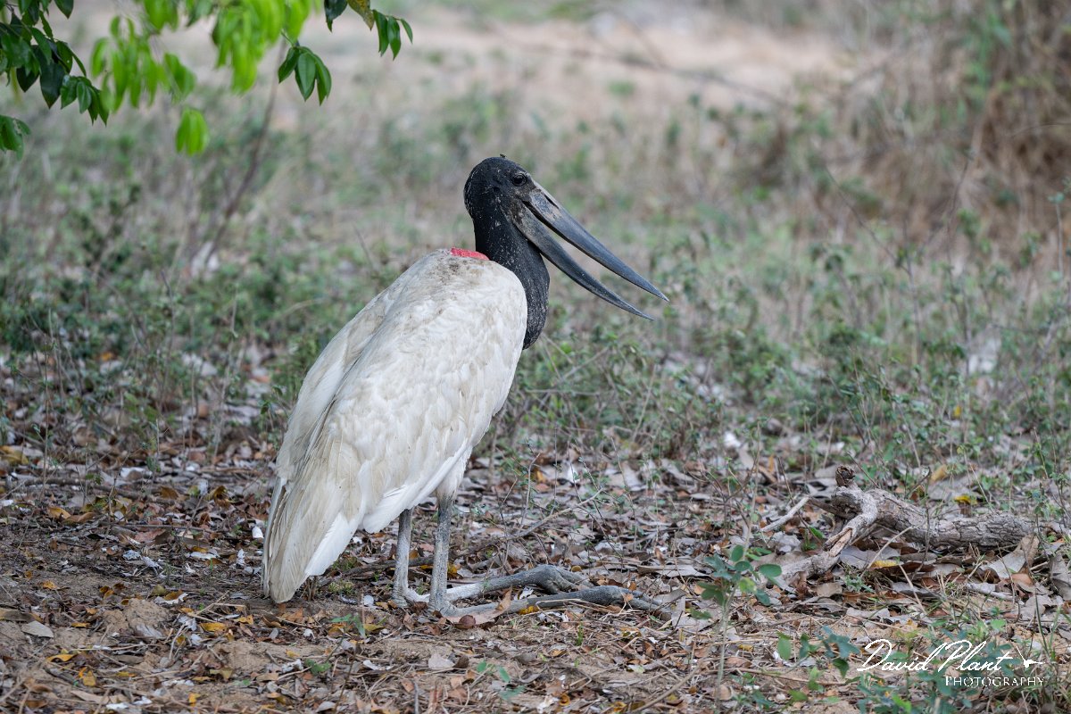 DPPhotography - Pantanal - Jabiru - S.jpg - Jabiru - Pantanal, Brazil