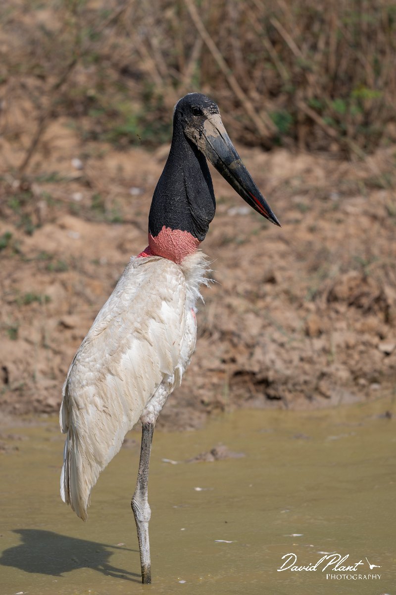 DPPhotography - Pantanal - Jabiru - T.jpg - Jabiru - Pantanal, Brazil