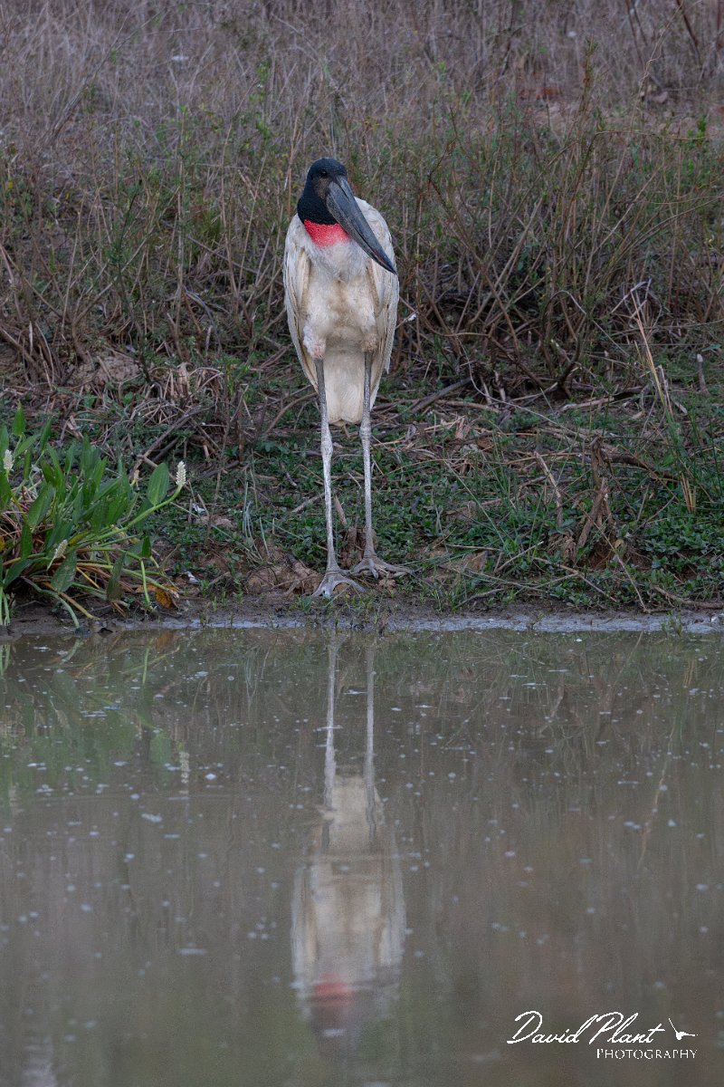 DPPhotography - Pantanal - Jabiru - U.jpg - Jabiru - Pantanal, Brazil