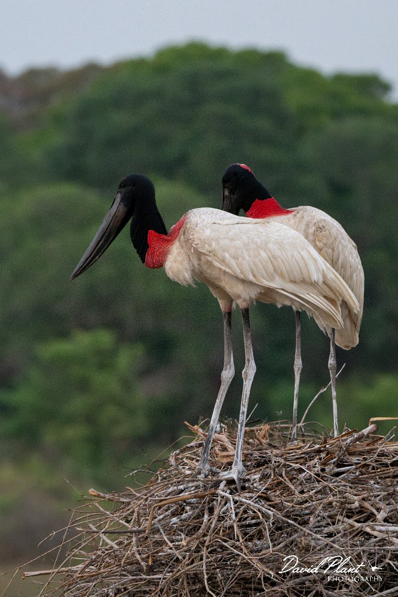 DPPhotography - Pantanal - Jabiru - V.jpg - Jabiru - Pantanal, Brazil