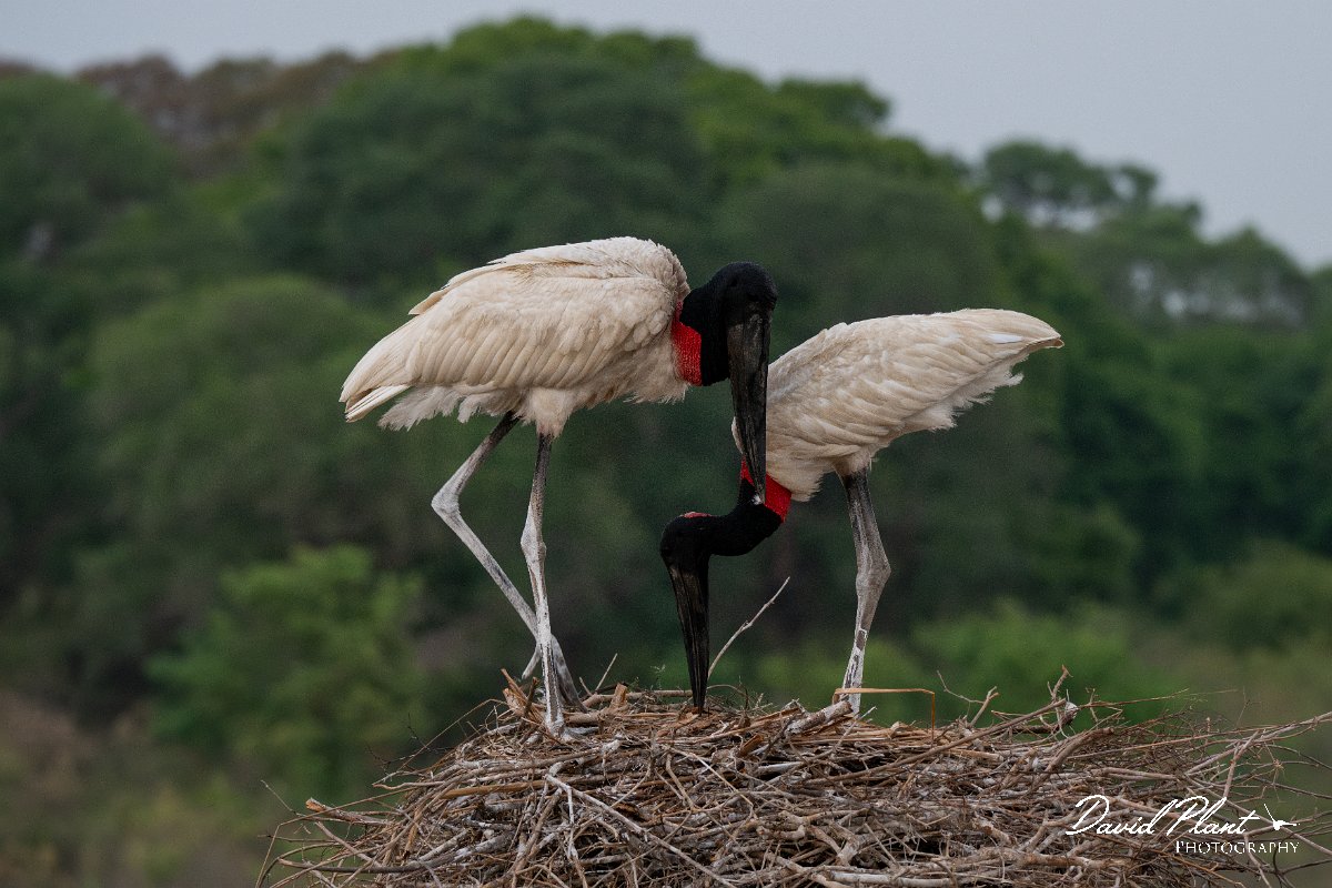 DPPhotography - Pantanal - Jabiru - W.jpg - Jabiru - Pantanal, Brazil