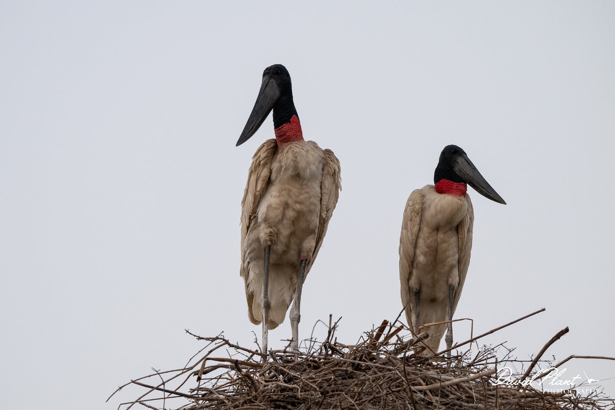 DPPhotography - Pantanal - Jabiru - X.jpg - Jabiru - Pantanal, Brazil