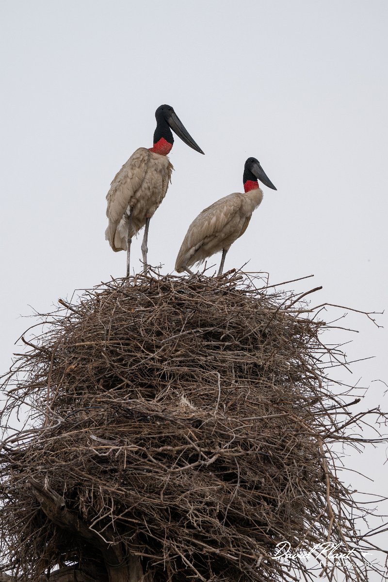 DPPhotography - Pantanal - Jabiru - Y.jpg - Jabiru - Pantanal, Brazil