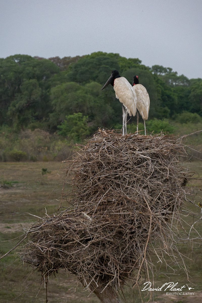 DPPhotography - Pantanal - Jabiru - Z.jpg - Jabiru - Pantanal, Brazil