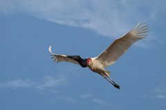 DPPhotography - Pantanal - Jabiru - A