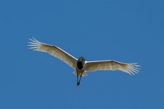 DPPhotography - Pantanal - Jabiru - AA