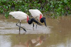 DPPhotography - Pantanal - Jabiru - AB
