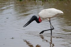 DPPhotography - Pantanal - Jabiru - AC