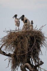 DPPhotography - Pantanal - Jabiru - AF