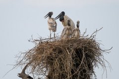 DPPhotography - Pantanal - Jabiru - AG