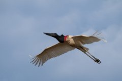 DPPhotography - Pantanal - Jabiru - B