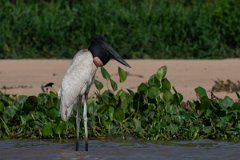 DPPhotography - Pantanal - Jabiru - D