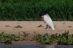 DPPhotography - Pantanal - Jabiru - E