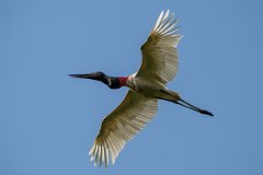 DPPhotography - Pantanal - Jabiru - G