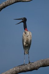 DPPhotography - Pantanal - Jabiru - H