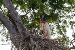 DPPhotography - Pantanal - Jabiru - I