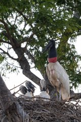DPPhotography - Pantanal - Jabiru - J
