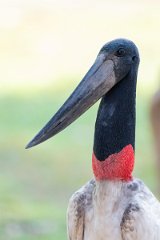 DPPhotography - Pantanal - Jabiru - K