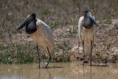 DPPhotography - Pantanal - Jabiru - L