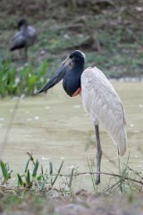 DPPhotography - Pantanal - Jabiru - M