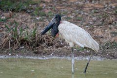 DPPhotography - Pantanal - Jabiru - N