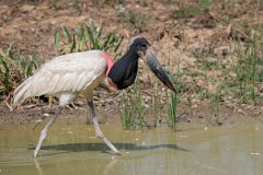 DPPhotography - Pantanal - Jabiru - O