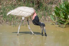 DPPhotography - Pantanal - Jabiru - P