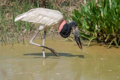 DPPhotography - Pantanal - Jabiru - Q
