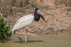 DPPhotography - Pantanal - Jabiru - R