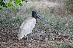 DPPhotography - Pantanal - Jabiru - S