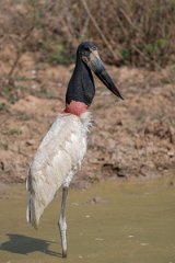 DPPhotography - Pantanal - Jabiru - T