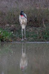 DPPhotography - Pantanal - Jabiru - U
