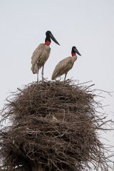 DPPhotography - Pantanal - Jabiru - Y