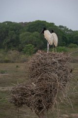 DPPhotography - Pantanal - Jabiru - Z