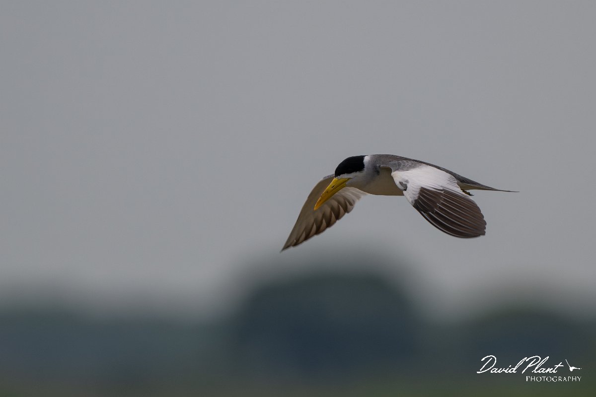 DPPhotography - Pantanal - Large-billed tern - B.jpg - Large-billed tern - Transpantaneira, Brazil