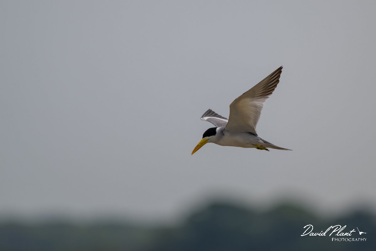 DPPhotography - Pantanal - Large-billed tern - C.jpg - Large-billed tern - Transpantaneira, Brazil