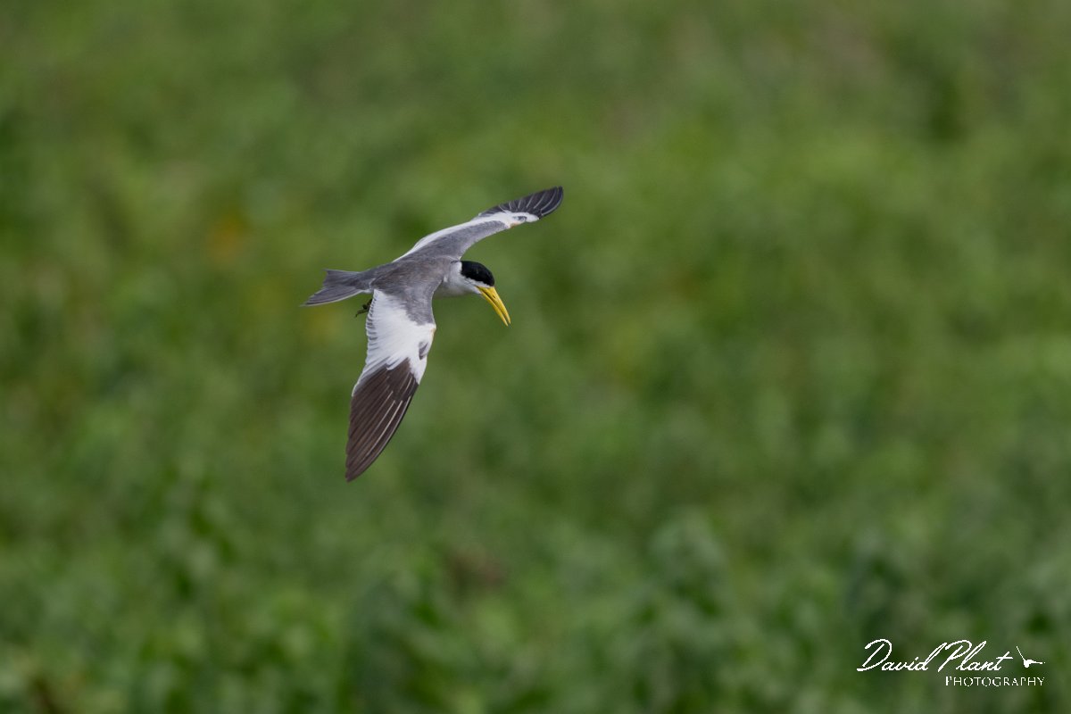 DPPhotography - Pantanal - Large-billed tern - D.jpg - Large-billed tern - Transpantaneira, Brazil
