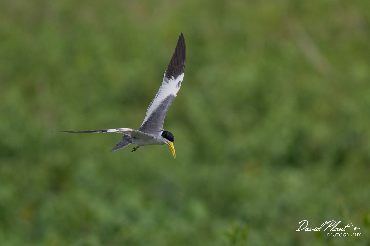 DPPhotography - Pantanal - Large-billed tern - E.jpg - Large-billed tern - Transpantaneira, Brazil