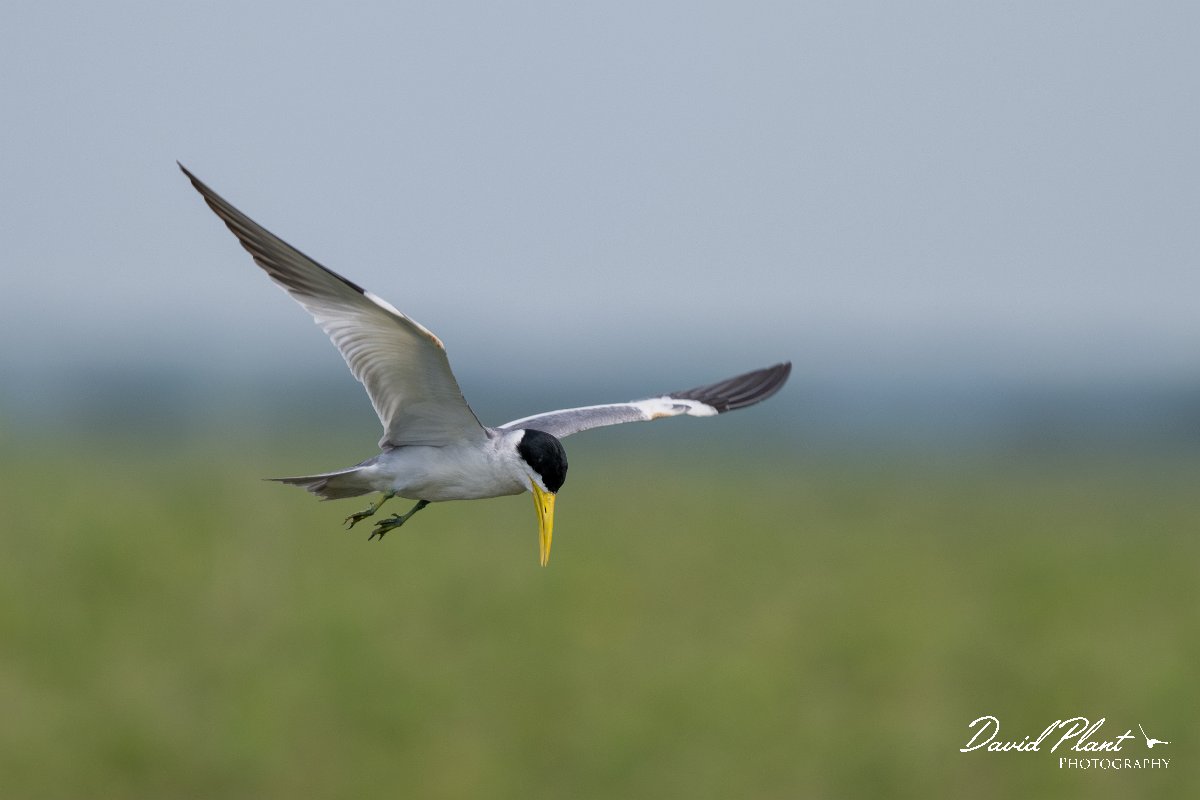 DPPhotography - Pantanal - Large-billed tern - F.jpg - Large-billed tern - Transpantaneira, Brazil