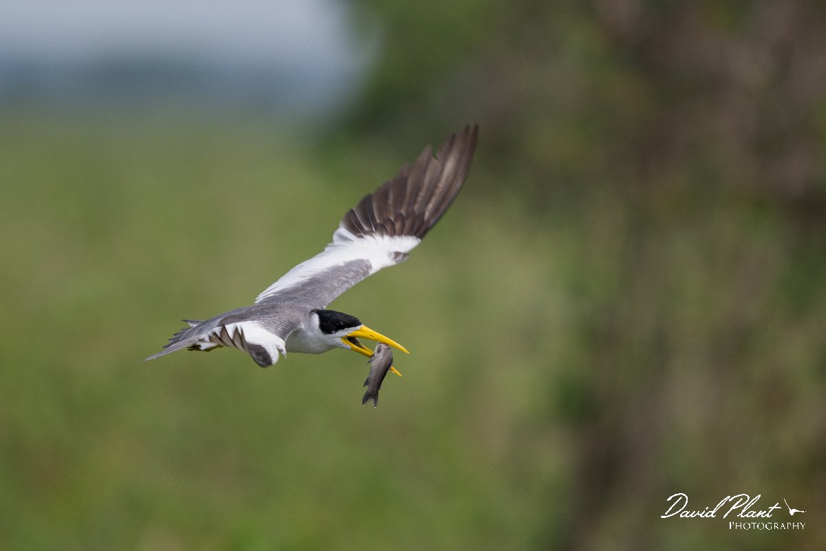 DPPhotography - Pantanal - Large-billed tern - H.jpg - Large-billed tern - Transpantaneira, Brazil
