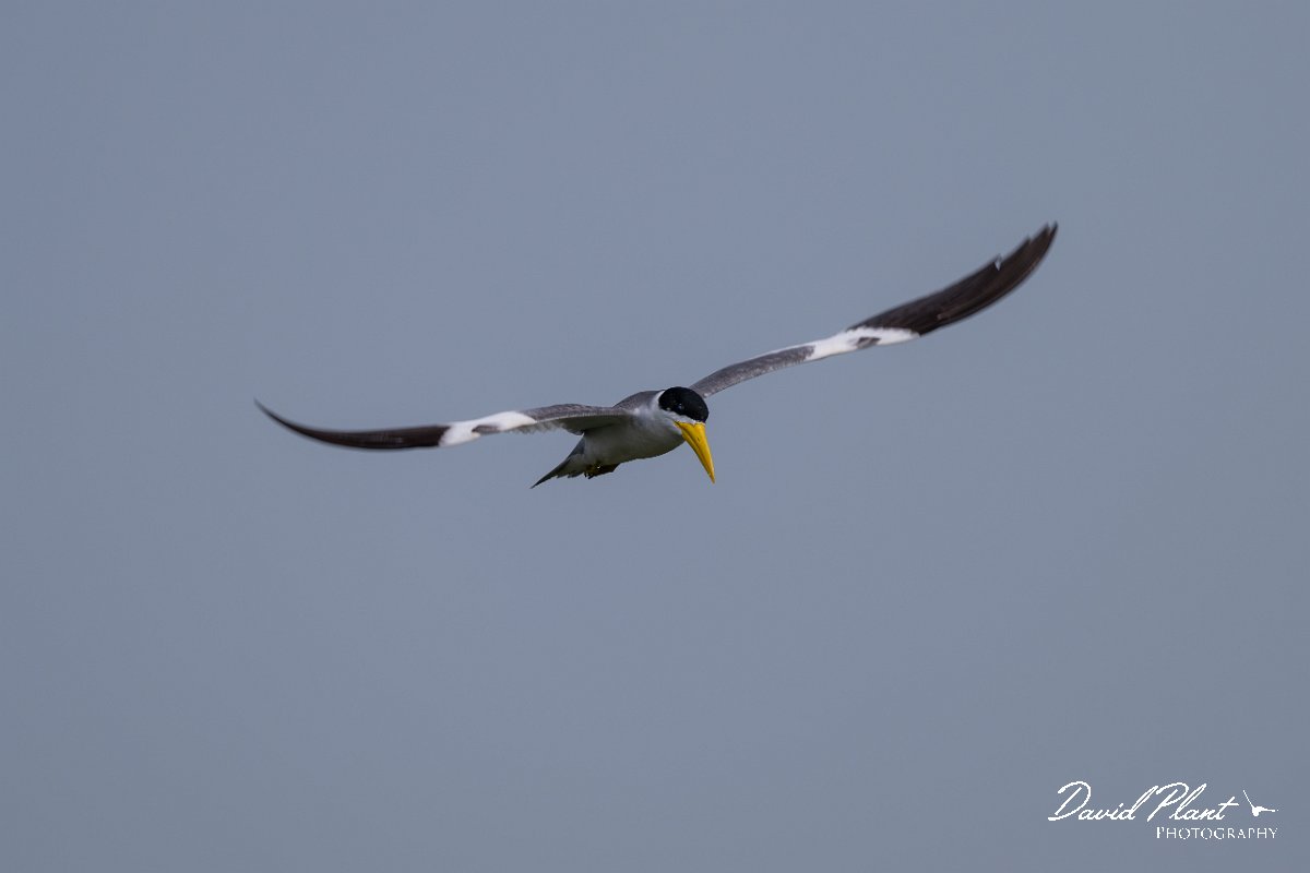 DPPhotography - Pantanal - Large-billed tern - I.jpg - Large-billed tern - Transpantaneira, Brazil
