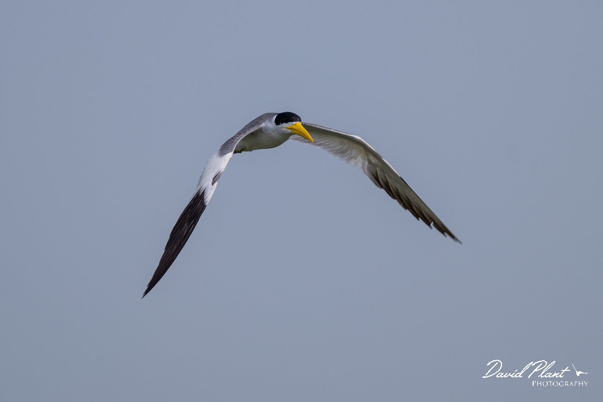 DPPhotography - Pantanal - Large-billed tern - J.jpg - Large-billed tern - Transpantaneira, Brazil