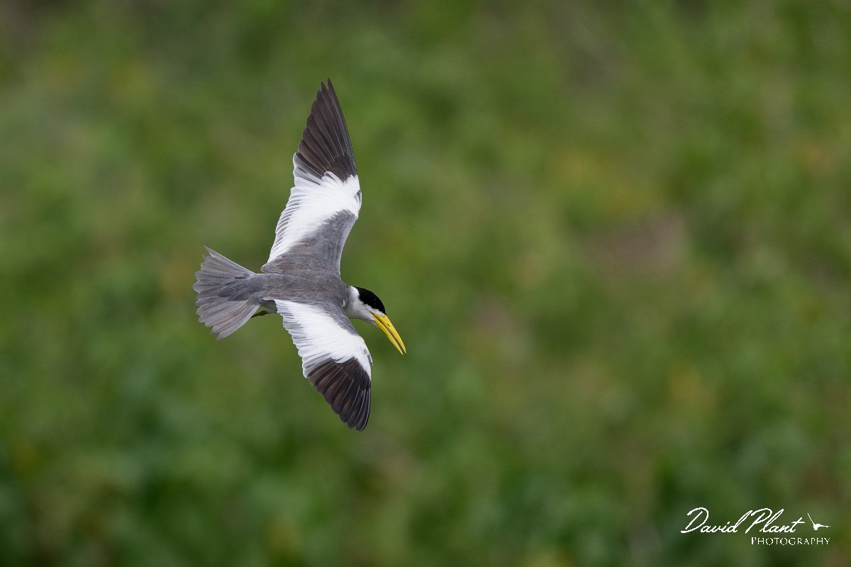 DPPhotography - Pantanal - Large-billed tern - K.jpg - Large-billed tern - Transpantaneira, Brazil