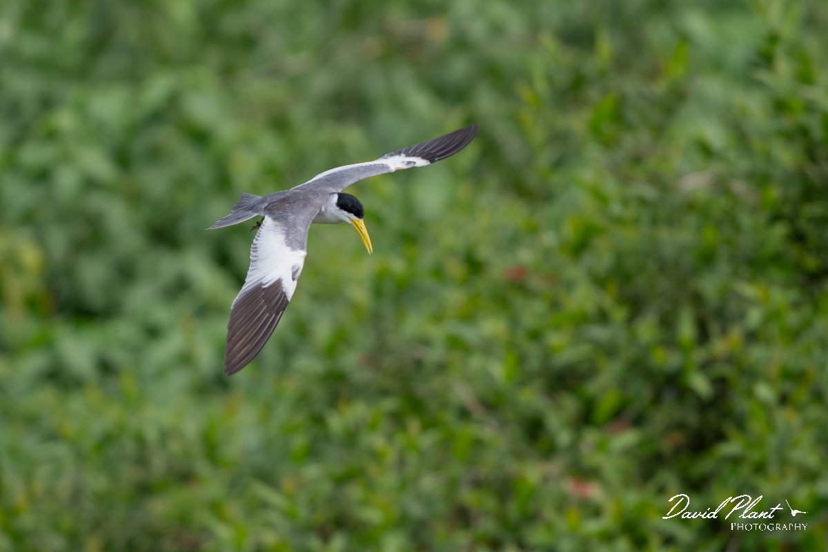 DPPhotography - Pantanal - Large-billed tern - L.jpg - Large-billed tern - Transpantaneira, Brazil
