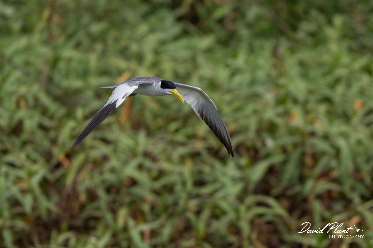 DPPhotography - Pantanal - Large-billed tern - M.jpg - Large-billed tern - Transpantaneira, Brazil