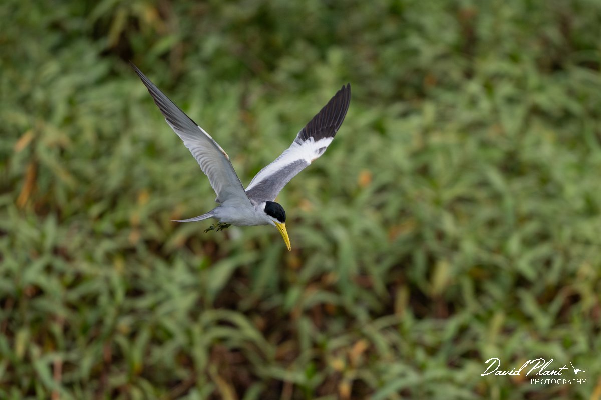 DPPhotography - Pantanal - Large-billed tern - N.jpg - Large-billed tern - Transpantaneira, Brazil